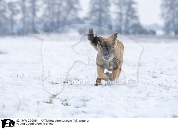 junger Leonberger im Schnee / young Leonberger in snow / MW-22986