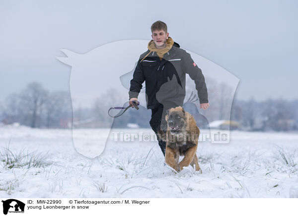 junger Leonberger im Schnee / young Leonberger in snow / MW-22990