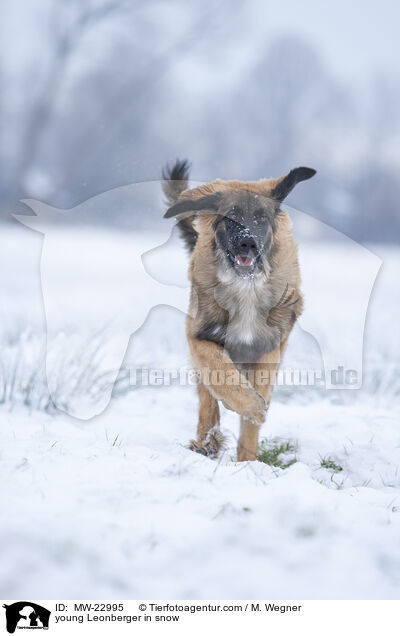 junger Leonberger im Schnee / young Leonberger in snow / MW-22995
