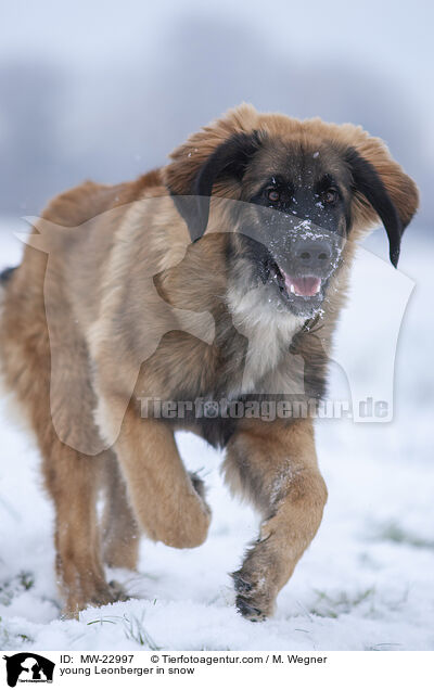 junger Leonberger im Schnee / young Leonberger in snow / MW-22997