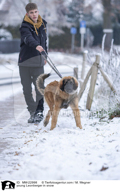junger Leonberger im Schnee / young Leonberger in snow / MW-22998