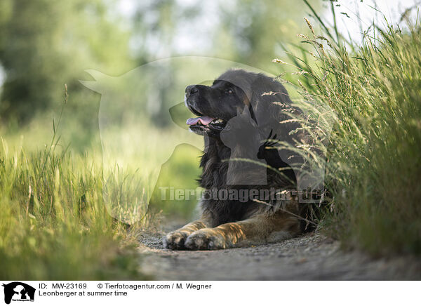 Leonberger im Sommer / Leonberger at summer time / MW-23169