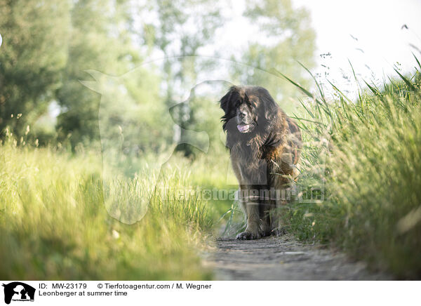 Leonberger at summer time / MW-23179