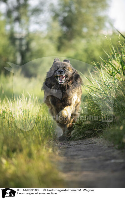 Leonberger at summer time / MW-23183