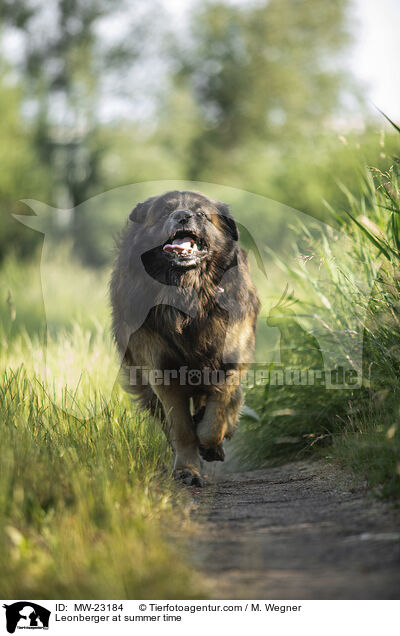 Leonberger at summer time / MW-23184