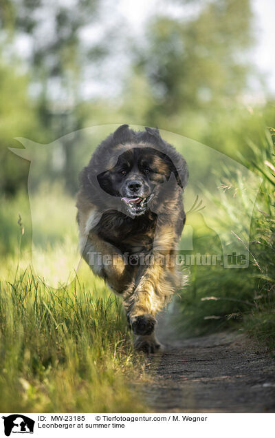 Leonberger im Sommer / Leonberger at summer time / MW-23185