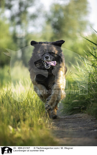 Leonberger im Sommer / Leonberger at summer time / MW-23187