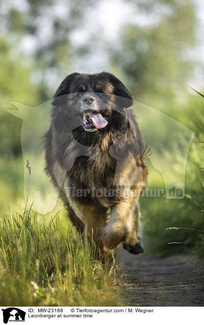 Leonberger at summer time / MW-23188
