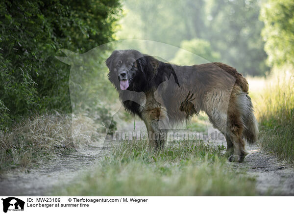 Leonberger at summer time / MW-23189