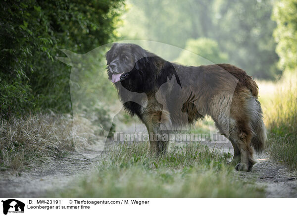 Leonberger at summer time / MW-23191