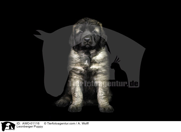 Leonberger Welpe / Leonberger Puppy / AWO-01116