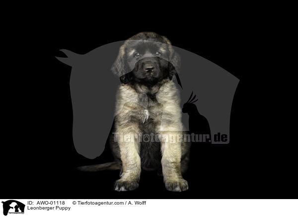 Leonberger Puppy / AWO-01118