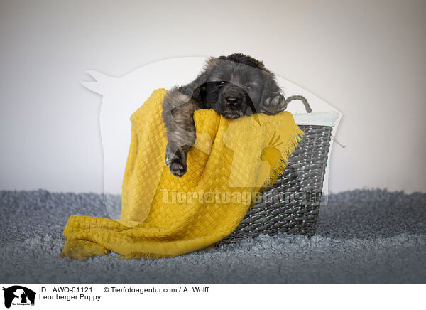 Leonberger Puppy / AWO-01121