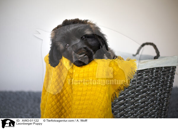 Leonberger Puppy / AWO-01122