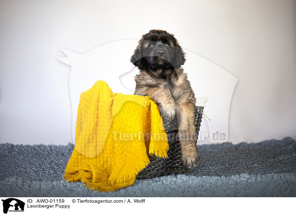 Leonberger Welpe / Leonberger Puppy / AWO-01159