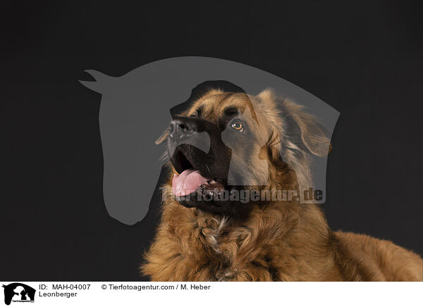 Leonberger / Leonberger / MAH-04007