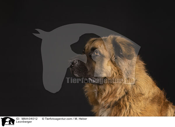 Leonberger / Leonberger / MAH-04012