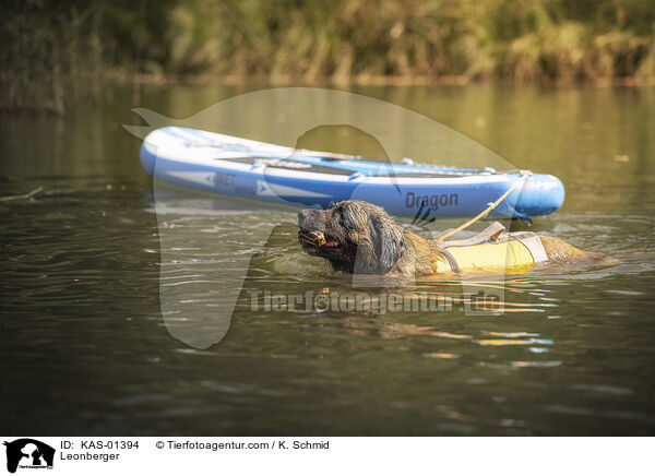 Leonberger / Leonberger / KAS-01394