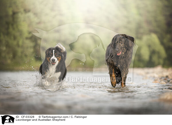 Leonberger und Australian Shepherd / Leonberger and Australian Shepherd / CF-03328