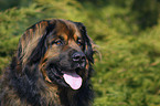 Leonberger Portrait