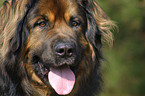 Leonberger Portrait