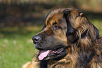 Leonberger Portrait