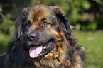 Leonberger Portrait