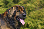 Leonberger Portrait