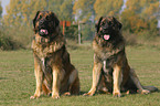 2 Leonberger