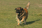 playing Leonberger