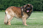 standing Leonberger