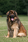 sitting Leonberger