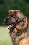 Leonberger Portrait