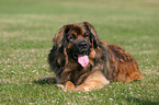 lying Leonberger