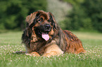 lying Leonberger