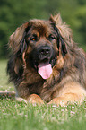 lying Leonberger