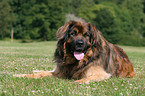 lying Leonberger