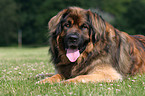 Leonberger Portrait