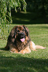 lying Leonberger