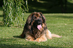 lying Leonberger