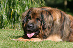 lying Leonberger