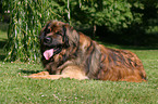 lying Leonberger