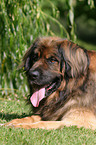 lying Leonberger