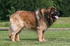 standing Leonberger