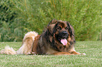 lying Leonberger