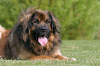 lying Leonberger