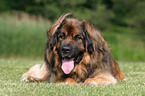 lying Leonberger