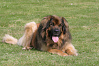 lying Leonberger