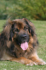 lying Leonberger