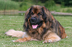 lying Leonberger